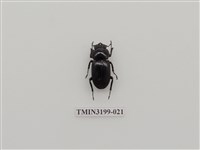 藏品(刀鍬形蟲)的圖片